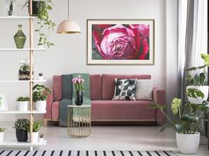 Inramad Poster / Tavla - Blooming Rose - 45x30 Guldram med passepartout