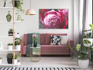 Inramad Poster / Tavla - Blooming Rose - 90x60 Guldram