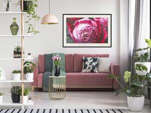Inramad Poster / Tavla - Blooming Rose - 90x60 Svart ram