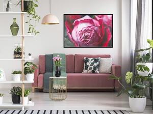 Inramad Poster / Tavla - Blooming Rose - 60x40 Svart ram med passepartout
