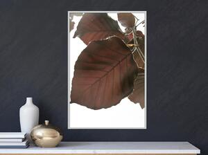 Inramad Poster / Tavla - Burgundy Tilia Leaf - 20x30 Vit ram med passepartout