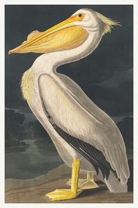 Bildreproduktion The White Pelican (Birds) - John James Audubon