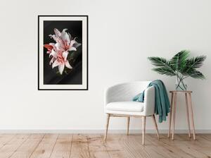 Inramad Poster / Tavla - Pale Pink Lilies - 20x30 Guldram