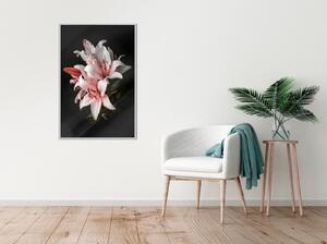 Inramad Poster / Tavla - Pale Pink Lilies - 30x45 Svart ram