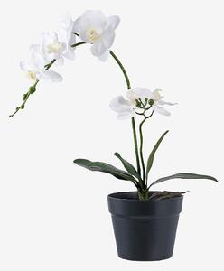 House Nordic - Orkidé - Grön - Konstgjorda växter & plastblommor - Från Homeroom
