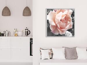 Inramad Poster / Tavla - Delicate Rose - 50x50 Guldram