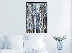 Inramad Poster / Tavla - Winter Birch Trees - 30x45 Svart ram
