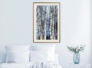 Inramad Poster / Tavla - Winter Birch Trees - 30x45 Svart ram