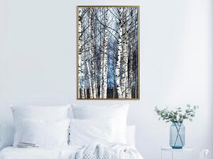 Inramad Poster / Tavla - Winter Birch Trees - 20x30 Guldram med passepartout