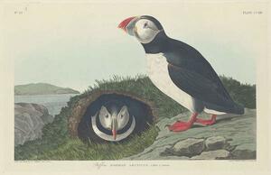 John James (after) Audubon - Konsttryck Puffin, 1834, (40 x 26.7 cm)