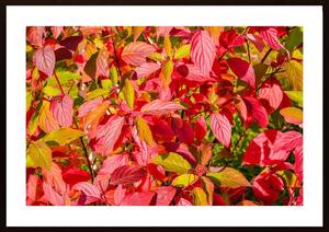 Bush With Red Leaves Poster