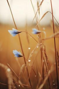 Fotografi Blue Corn Flowers, Treechild