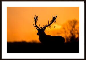Red Deer Stag Silhouette Poster