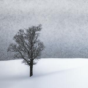 Fotografi LONELY TREE Idyllic Winterlandscape, Melanie Viola