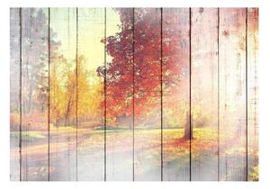 Fototapet - Autumn Sun - 100x70