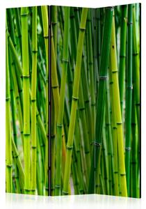 Rumsavdelare / Skärmvägg - Bamboo Forest - 135x172