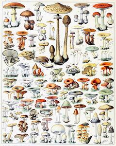 Bildreproduktion Illustration of Mushrooms c.1923, Millot, Adolphe Philippe