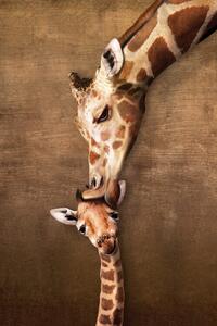 Poster, Affisch Giraffe Mother's Kiss