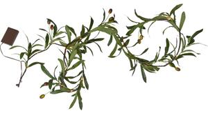Ljusslinga oliv