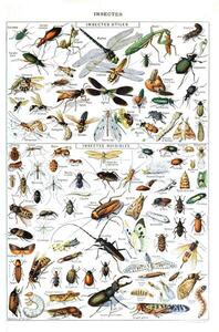 Bildreproduktion Illustration of useful Insects and insect pests c.1923, Millot, Adolphe Philippe