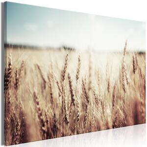 Canvas Tavla - Golden Field Wide - 90x60