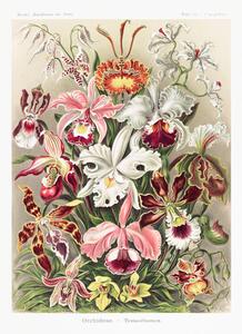 Bildreproduktion Orchideae–Denusblumen, Ernst Haeckel