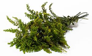 Solidago Grön - Konserverade Växter
