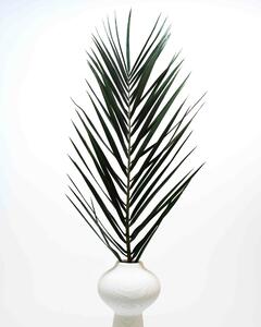 Phoenix Palm Grön - Konserverade Växter