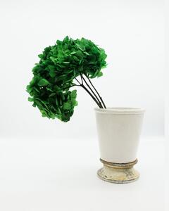Hortensia Grön - Konserverade Blommor