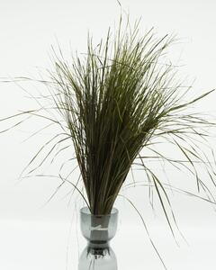 Stripgräs Grön – Konserverade Växter