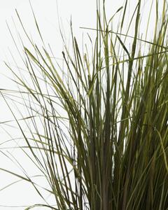 Stripgräs Grön – Konserverade Växter