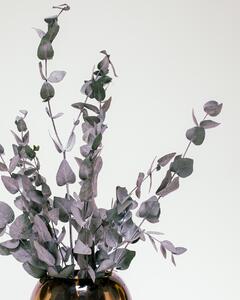 Eucalyptus Cinerea Grön – Konserverade Växter