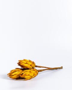 Protea Repens Gul - Torkade Blommor