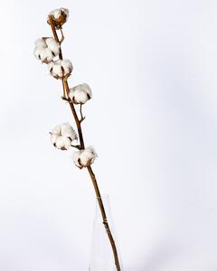 Bomull Naturell Vit - Torkade Blommor