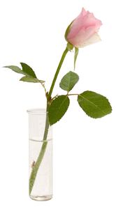 Klong - Flora glasinsats till Vesper - Vaser - Axel Bjurström - Transparent