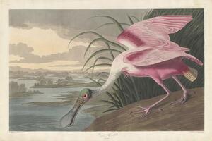 John James (after) Audubon - Konsttryck Roseate Spoonbill, 1836, (40 x 26.7 cm)