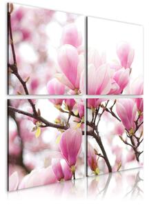 Tavla Blommande Magnolia Träd 40X40 Rosa - Artgeist sp. z o. o