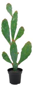 Planta Verde Kaktus