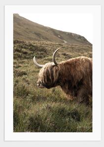 Highland cattle, Scotland poster - 21x30