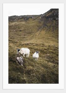 Scottish highland sheep poster - 21x30
