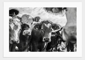 Cows in Scotland poster - 21x30