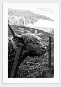 Highland cattle portrait poster - 50x70
