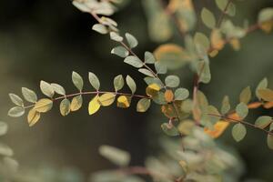 Fotografi Colorful leaves, Goxi