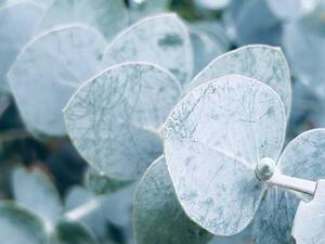 Fotografi Australian Blue Gum Leaves, lynnebeclu