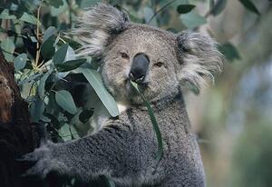 Fotografi Koala eating gum leaves, John Carnemolla