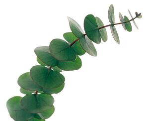 Fotografi Eucalyptus leaves, GAVIN KINGCOME / SPL