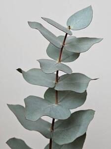 Fotografi Close-up Of Eucalyptus Gunnii Leaves, Dexter