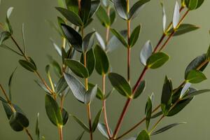 Fotografi Green eucalyptus branches on dark background, Katerina Era / 500px