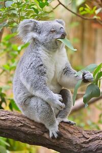 Fotografi Koala, Phascolarctos cinereus, Raimund Linke