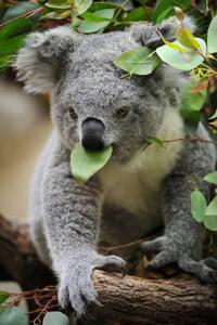 Fotografi young koala, Freder